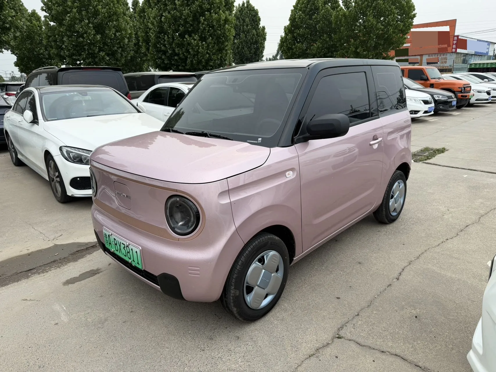 Panda 2024 Panda Mini 200km Endurance Bear